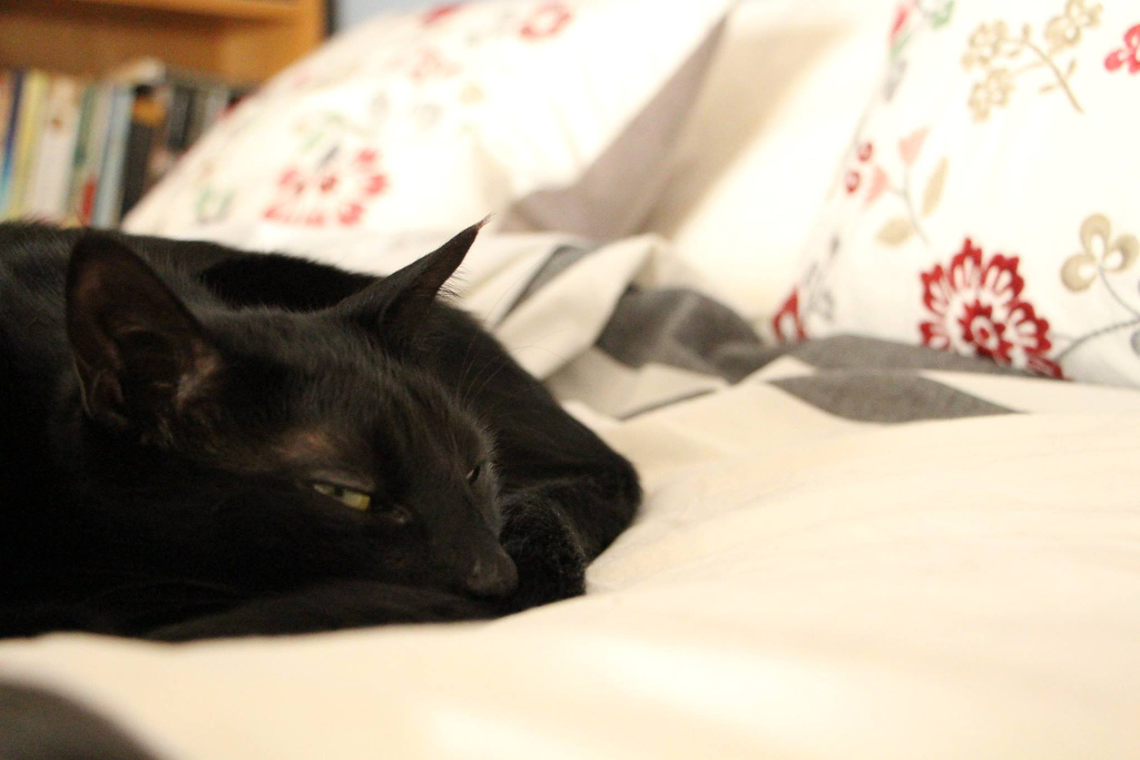 Caturday: Kitten Cozy