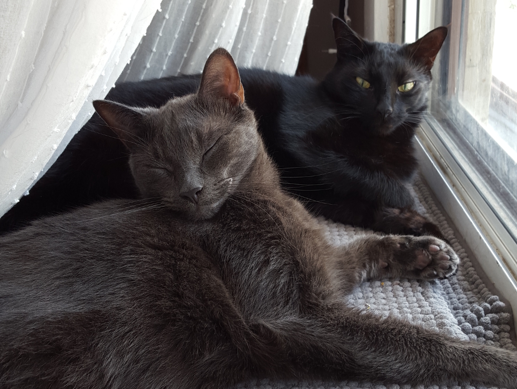 Scout and Escher