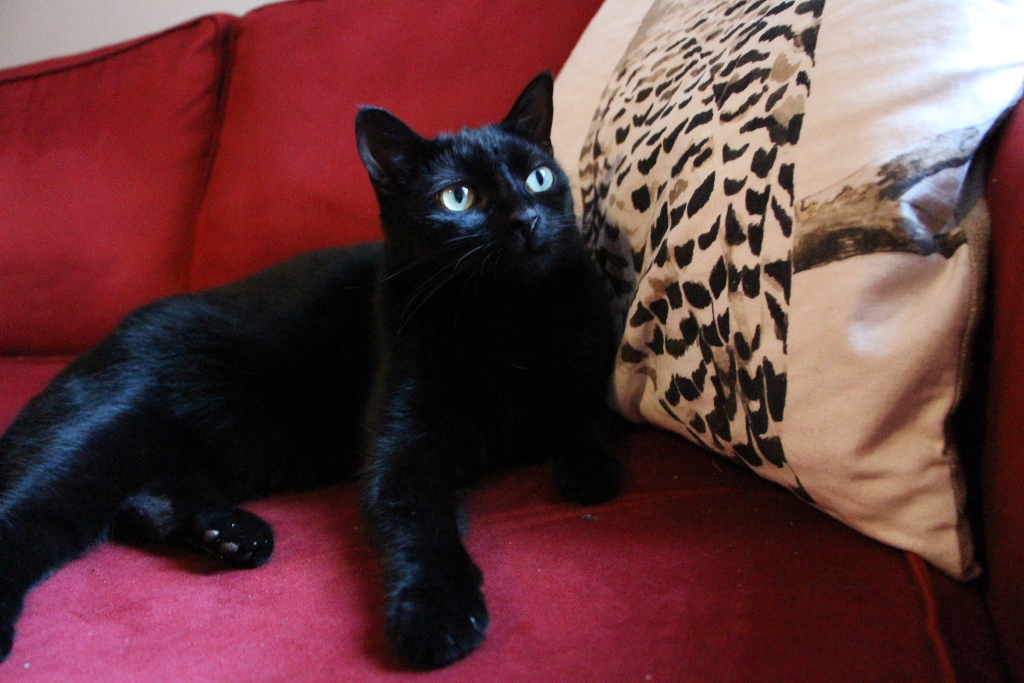 Shibumi on the Couch