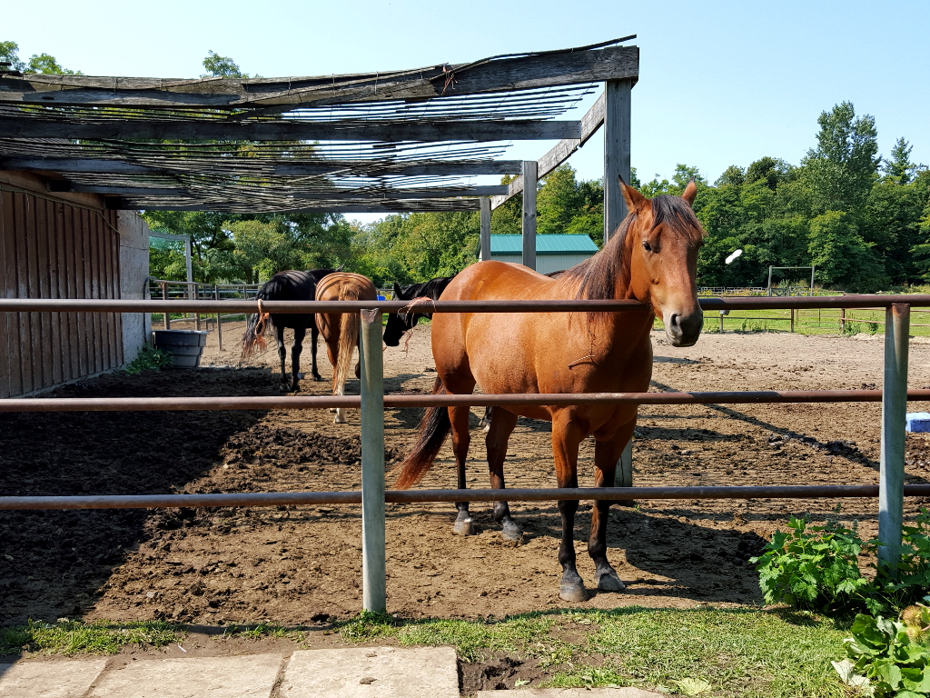 Friendly Horse