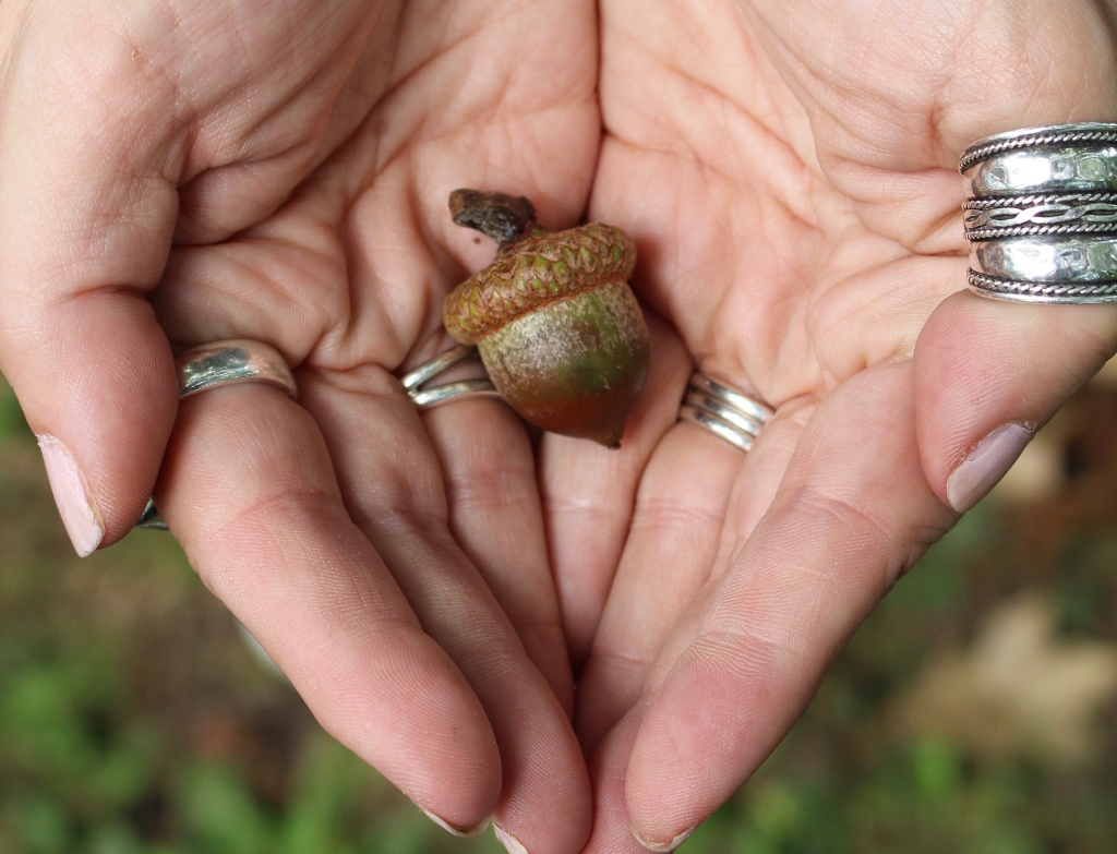 Little Acorn